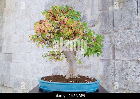 Acer buergerianum bonsai albero contro un muro di pietra Foto Stock