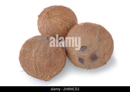 Tre noci di cocco intere su sfondo bianco Foto Stock
