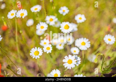 Bel campo fiori prato camomilla, verde tenue blu al mattino colori pastello chiaro, paesaggio naturale, macro primo piano. Natura rilassante e rilassante Foto Stock