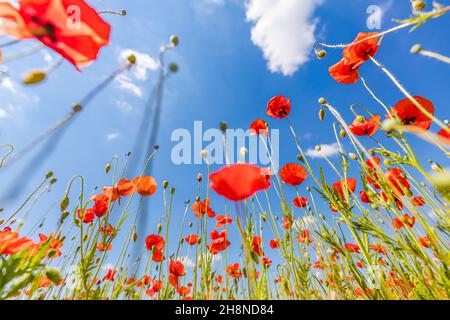 Bella estate prato natura. Primavera e estate fiori papavero sotto il cielo blu e la luce del sole. Felice estate fiori papavero rosso grandangolo vista panoramica Foto Stock
