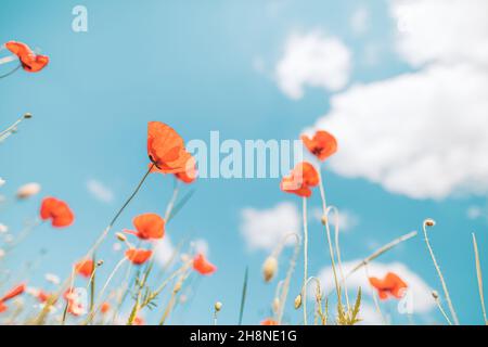 Fiori di papavero rosso delicato all'aperto in primavera estate primo piano su sfondo blu turchese cielo. Delicato closeup da sogno di bellezza del concetto della natura Foto Stock