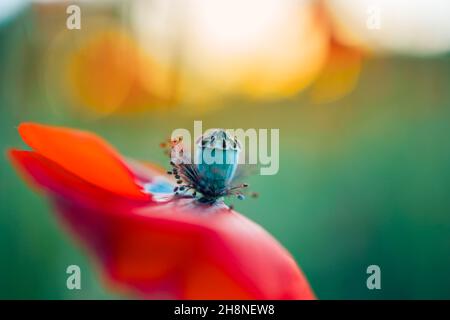 Fiori macro papavero rosso fioritura. Tramonto verde prato con luce solare, sfondo floreale naturale primavera, può essere utilizzato come immagine per ricordo Foto Stock