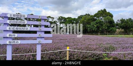 Yangmei District, Taoyuan City - Nov 30, 2021: Romantic Purple Immortal Grass Flower Sea, Yangmei District, Taoyuan City, Taiwan Foto Stock