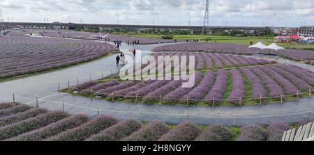 Yangmei District, Taoyuan City - Nov 30, 2021: Romantic Purple Immortal Grass Flower Sea, Yangmei District, Taoyuan City, Taiwan Foto Stock