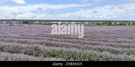 Yangmei District, Taoyuan City - Nov 30, 2021: Romantic Purple Immortal Grass Flower Sea, Yangmei District, Taoyuan City, Taiwan Foto Stock