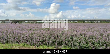 Yangmei District, Taoyuan City - Nov 30, 2021: Romantic Purple Immortal Grass Flower Sea, Yangmei District, Taoyuan City, Taiwan Foto Stock