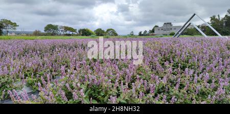 Yangmei District, Taoyuan City - Nov 30, 2021: Romantic Purple Immortal Grass Flower Sea, Yangmei District, Taoyuan City, Taiwan Foto Stock