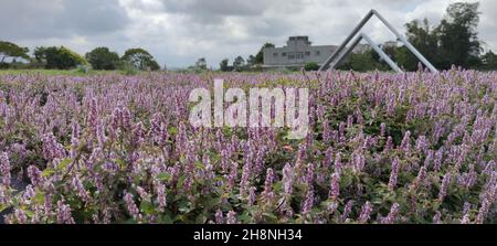 Yangmei District, Taoyuan City - Nov 30, 2021: Romantic Purple Immortal Grass Flower Sea, Yangmei District, Taoyuan City, Taiwan Foto Stock