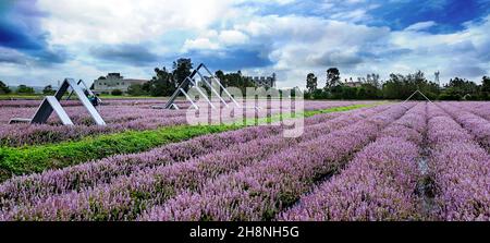 Yangmei District, Taoyuan City - Nov 30, 2021: Romantic Purple Immortal Grass Flower Sea, Yangmei District, Taoyuan City, Taiwan Foto Stock