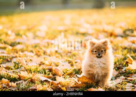 Rosso giovane cucciolo di Spitz di Pomerania cucciolo di cane in posa all'aperto in autunno erba Foto Stock