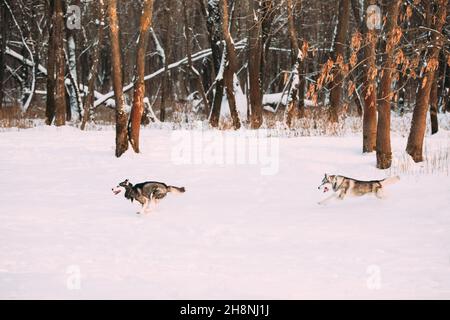 Due divertenti cani Husky Siberiani che si corrono insieme all'aperto nello Snowy Park al Sunny Winter Day. Cane sorridente. Cani attivi giocare nella neve. Animale domestico divertente Foto Stock