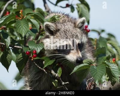 Primo piano di un raccoon Foto Stock