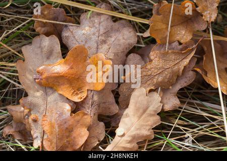 Foglie di quercia cadute (quercus robur) su un prato in autunno Foto Stock