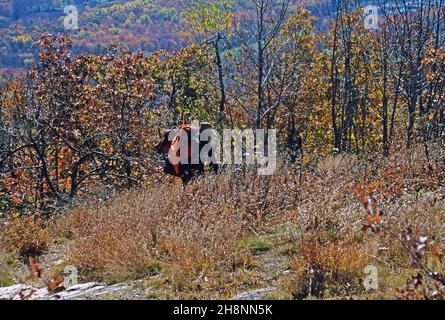 Escursionista sul sentiero Appalachian in autunno; Kittatiny Mtns. Sussex County, NJ Foto Stock