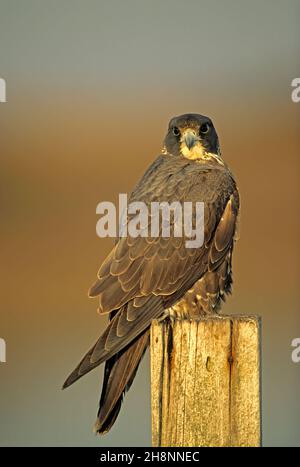 Falco peregrino giovanile in autunno Foto Stock