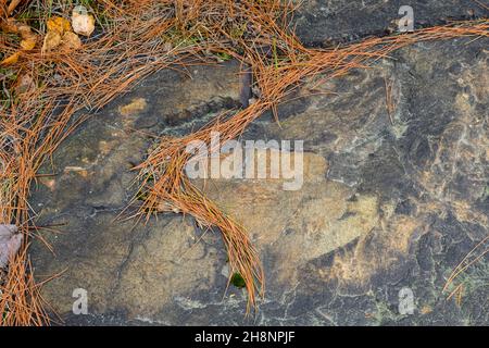 Prova di revegetation progetto su rocce esposte lungo Gibson Road- caduti foglie e aghi di pino, Greater Sudbury, Ontario, Canada Foto Stock