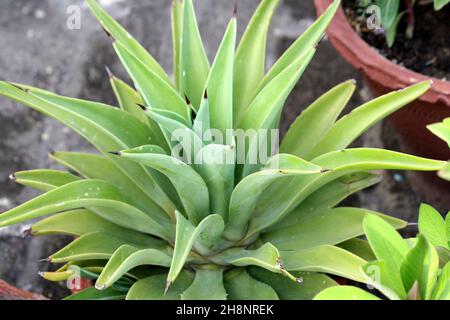 Coda di leone (Agave attenuata) pianta in vaso di fiori : (Pix SShukla) Foto Stock