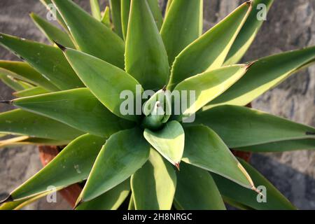 Coda di leone (Agave attenuata) pianta in vaso di fiori : (Pix SShukla) Foto Stock