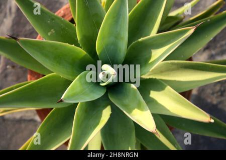 Coda di leone (Agave attenuata) pianta in vaso di fiori : (Pix SShukla) Foto Stock