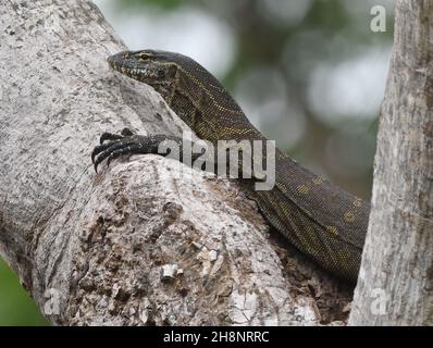 Un Nilo monitor (Varanus niloticus) sale un albero nella riserva naturale del Parco Nazionale Abuko. Abuko, la Repubblica della Gambia. Foto Stock