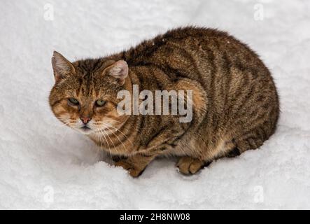 Riga, Lettonia. 1 dicembre 2021. Un gatto è visto nella neve a riga, Lettonia, 1 dicembre 2021. Credit: Edijs Palens/Xinhua/Alamy Live News Foto Stock