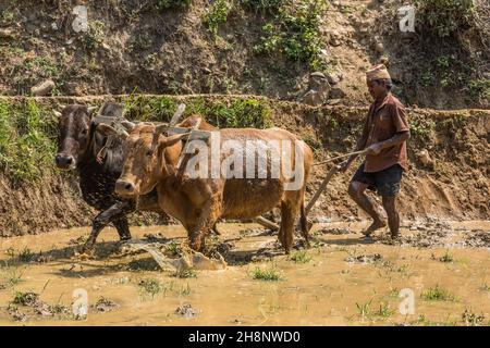 Un agricoltore nepalese arpa una risaia fangosa con una squadra di buoi e un aratro in legno nel Nepal centrale. Foto Stock