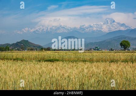 La montagna del sud di Annapurna si profila sui campi di riso vicino a Pokhara, Nepal. Foto Stock