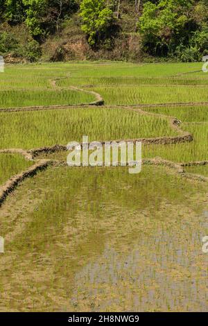 Riso appena piantato che cresce in risaie terrazzate nel Nepal centrale. Foto Stock