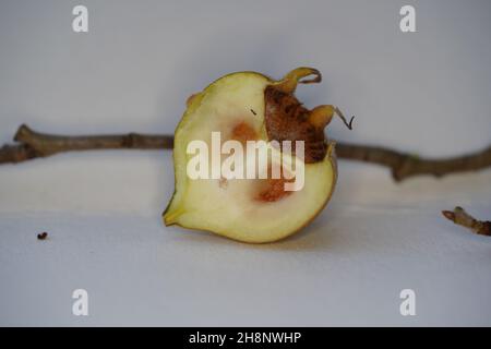 Frutti di nespola commestibili (mespilus germanica, rosaceae di famiglia). La frutta di nespola è disponibile in inverno e in essere mangiata una volta macerata. Errore sezione trasversale Foto Stock