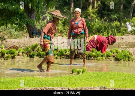 Tre donne nepalesi in abito tradizionale che raccolgono grumi di piantine di riso per trapiantare. Nepal. Foto Stock