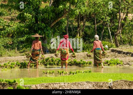 Tre donne nepalesi in abito tradizionale che raccolgono grumi di piantine di riso per trapiantare. Nepal. Foto Stock
