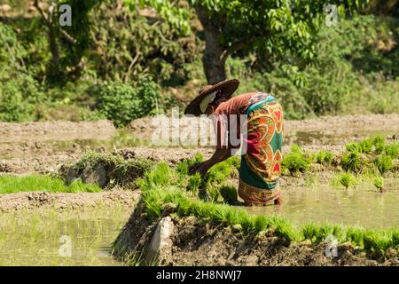 Una donna nepalese in abito tradizionale che raccoglie grumi di piantine di riso per trapiantare. Nepal. Foto Stock
