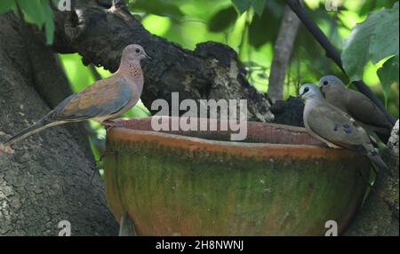 Una colomba ridente (Spilopelia senegalensis, Streptopelia senegalensis) e due colombe di legno con bordo nero (Turtur abyssinicus) che vengono a bere ad un uomo-ma Foto Stock