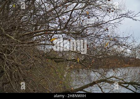 Frutti di nespola commestibili (mespilus germanica, rosaceae di famiglia) su albero nespola nel mese di dicembre. In inverno è disponibile la frutta di nespola, Mispel, Asperl, Esperl Foto Stock