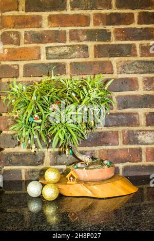 Bonsai di Yellowwood di Henkel, decorato come un albero di Natale con ornamenti in legno e perle in miniatura, creando un divertente piccolo tr alternativo di Natale Foto Stock