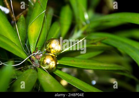 Primo piano di due piccole palle d'oro in un albero di Henkels Yellowwood che serve come albero di Natale Foto Stock