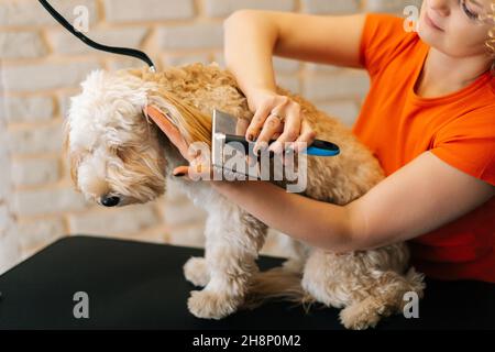 Scatto corto del groomer femminile pettinare le orecchie del cane riccio obbediente Labradoodle con spazzola, per preparare il taglio al tavolo nel salone di grooming. Foto Stock