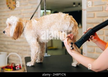 Primo piano di capelli irriconoscibili donna groomer asciugando con asciugacapelli di cane Curly Labradoodle dopo il bagno nel salone grooming. Foto Stock