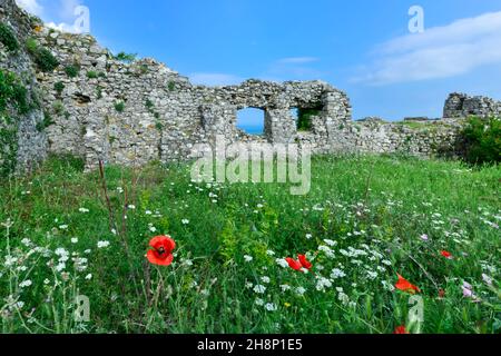 Il castello di Rozafa, bastioni e di papavero, Shkodra, Albania Foto Stock