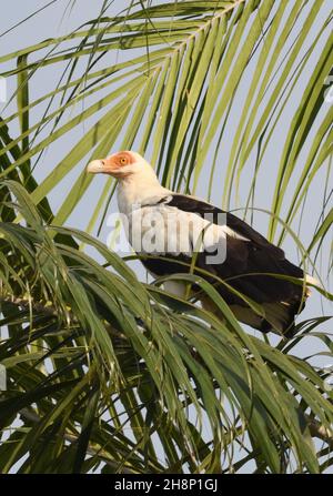 Un avvoltoio di palma-noci (Gypohierax angolensis) noto anche come aquila di pesce volturino in un albero sopra il fiume Gambia. Janjanbureh, la Repubblica del Gam Foto Stock
