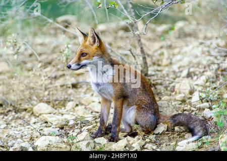 Giovane volpe rossa in habitat naturale Foto Stock
