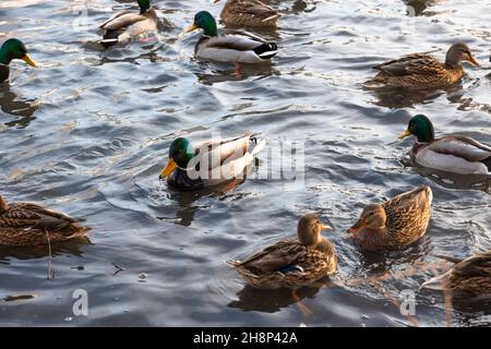 Uccelli anatre selvatiche e drappi nuotano nel laghetto d'autunno. Onde e bagliori sull'acqua. Fauna. Messa a fuoco selettiva. Primo piano Foto Stock