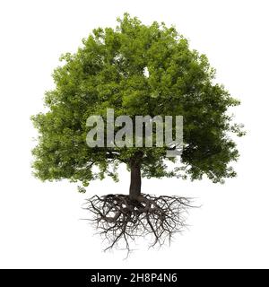 Albero con radici, isolato su sfondo bianco Foto Stock