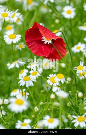 Singolo papavero rosso, papavero roeas, papavero comune, papavero di mais, rosa di mais, Campo papavero, Flanders papavero copre un camomilla bianco fiore Matricaria recuita Foto Stock