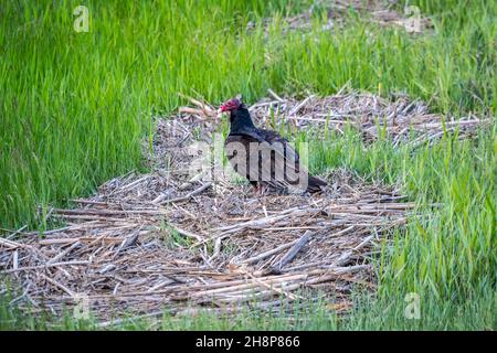 Una Poiana raffreddamento sul terreno del il preservare park Foto Stock