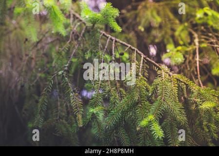 Primo piano di splendidi rami di abete verde con coni crescenti Foto Stock