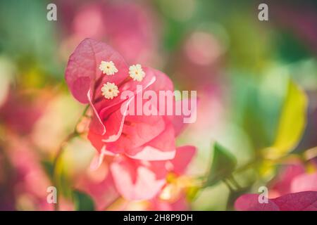 Fiore rosa bouganvillea. Primo piano sui bellissimi fiori rosa di bougainvillea. Petali colorati di fucsia brillante bokeh sfocato e sfondo naturale Foto Stock