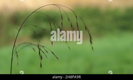 primo piano della silhouette scura di una singola lama di erba contro uno sfondo sfocato, spazio copia Foto Stock