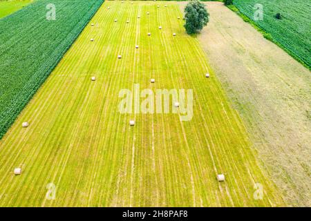 Vista aerea dall'alto, foto dal drone volante di una terra con campi verdi seminate in campagna in primavera. Terreno con piante coltivate di risone Foto Stock
