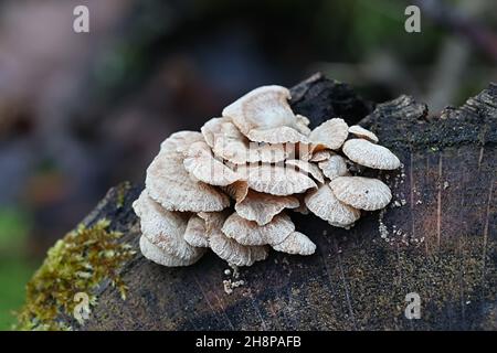 Panellus stipticus, comunemente noto come ostrica amara, panus astringente o panello luminescente, fungo selvatico dalla Finlandia Foto Stock